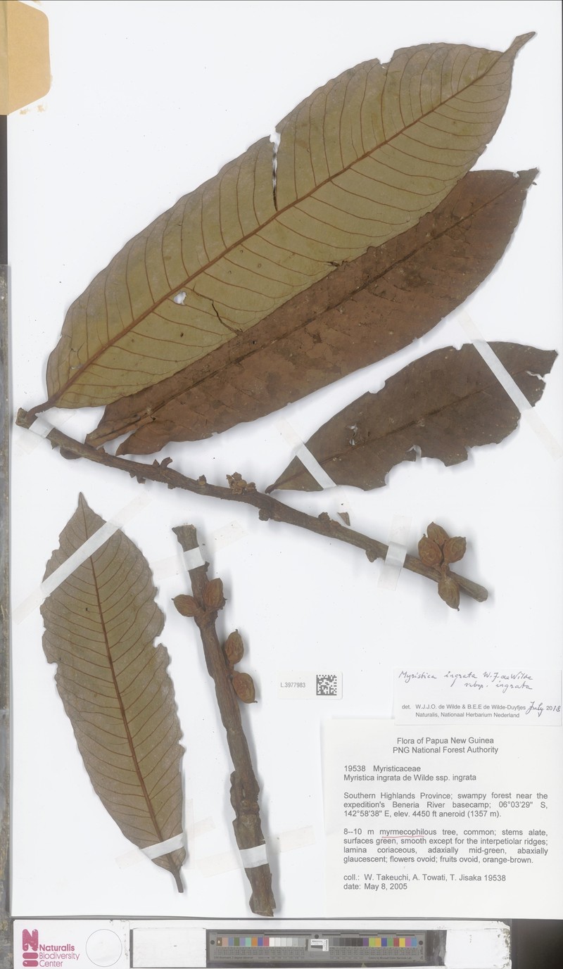 Myristica ingrata subsp. ingrata photo 2