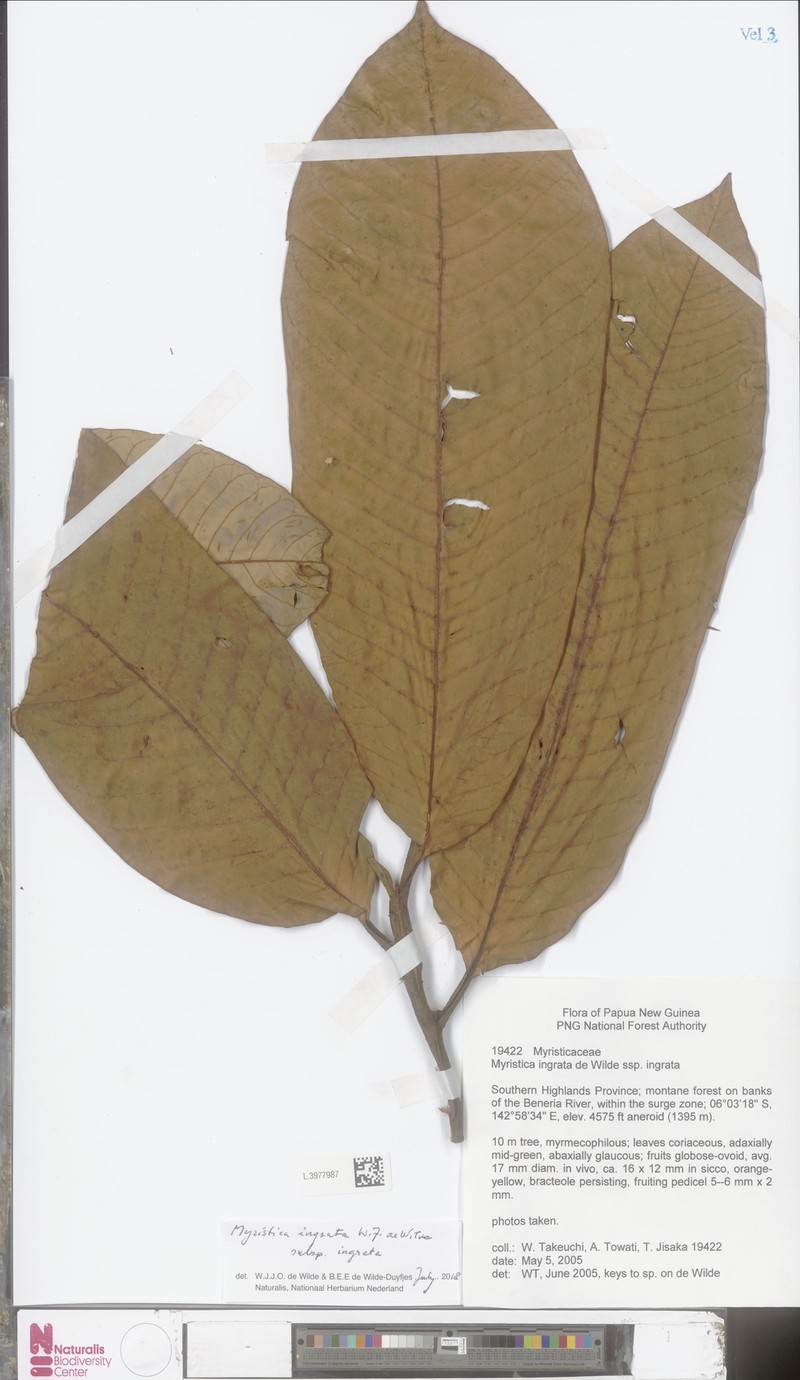 Myristica ingrata subsp. ingrata photo 3