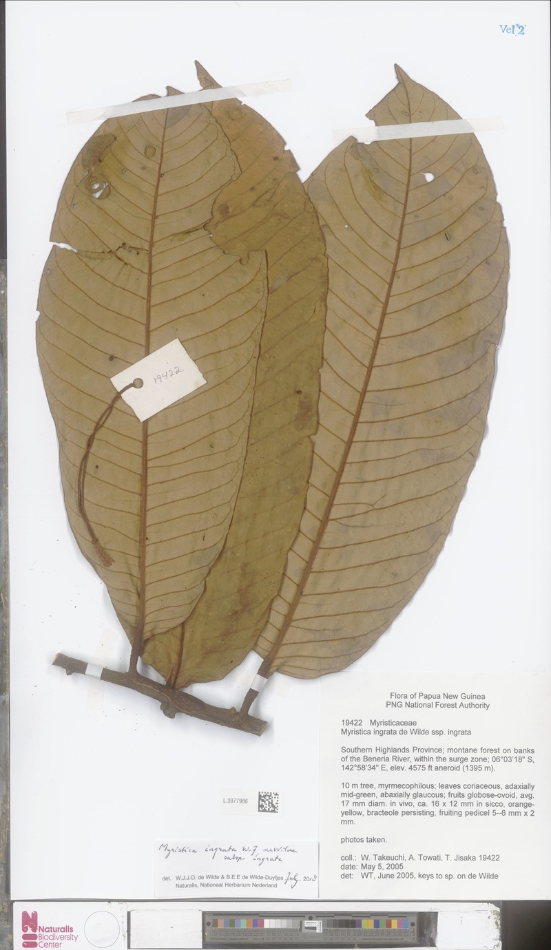 Myristica ingrata subsp. ingrata photo 4