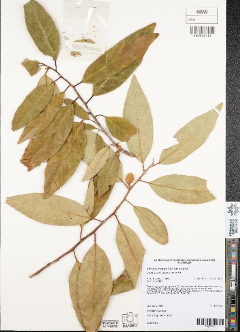 Myristica insipida var. insipida