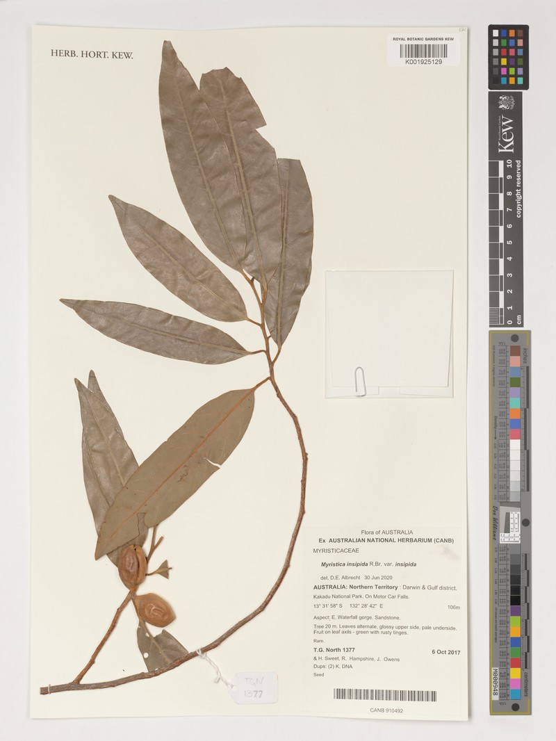 Myristica insipida var. insipida photo 2