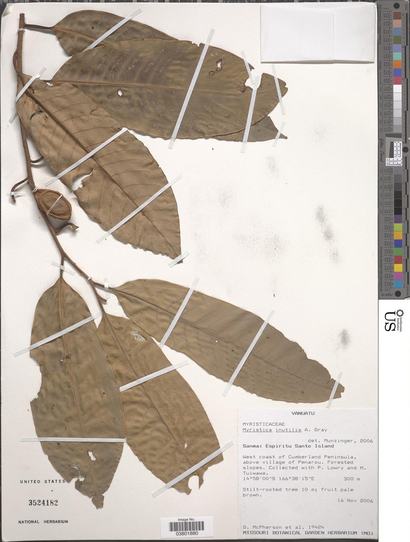 Myristica inutilis subsp. inutilis
