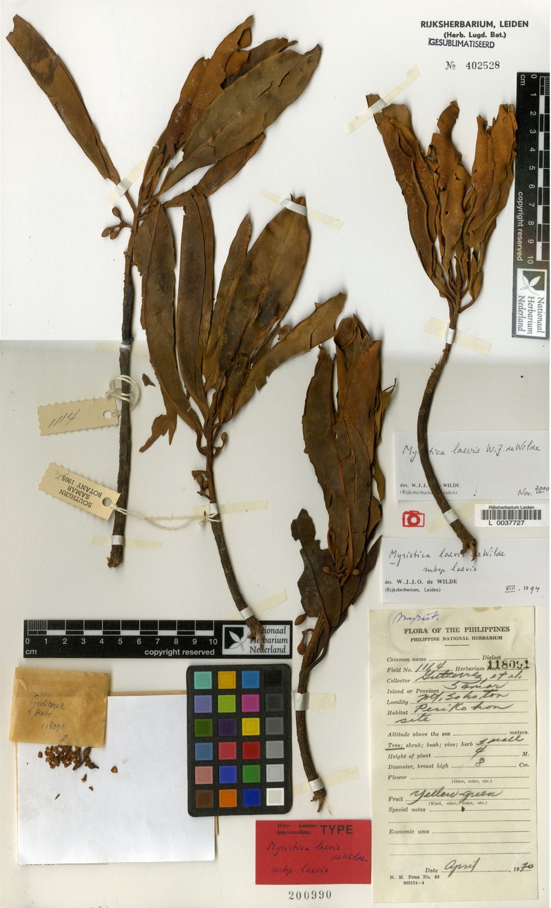 Myristica laevis subsp. laevis