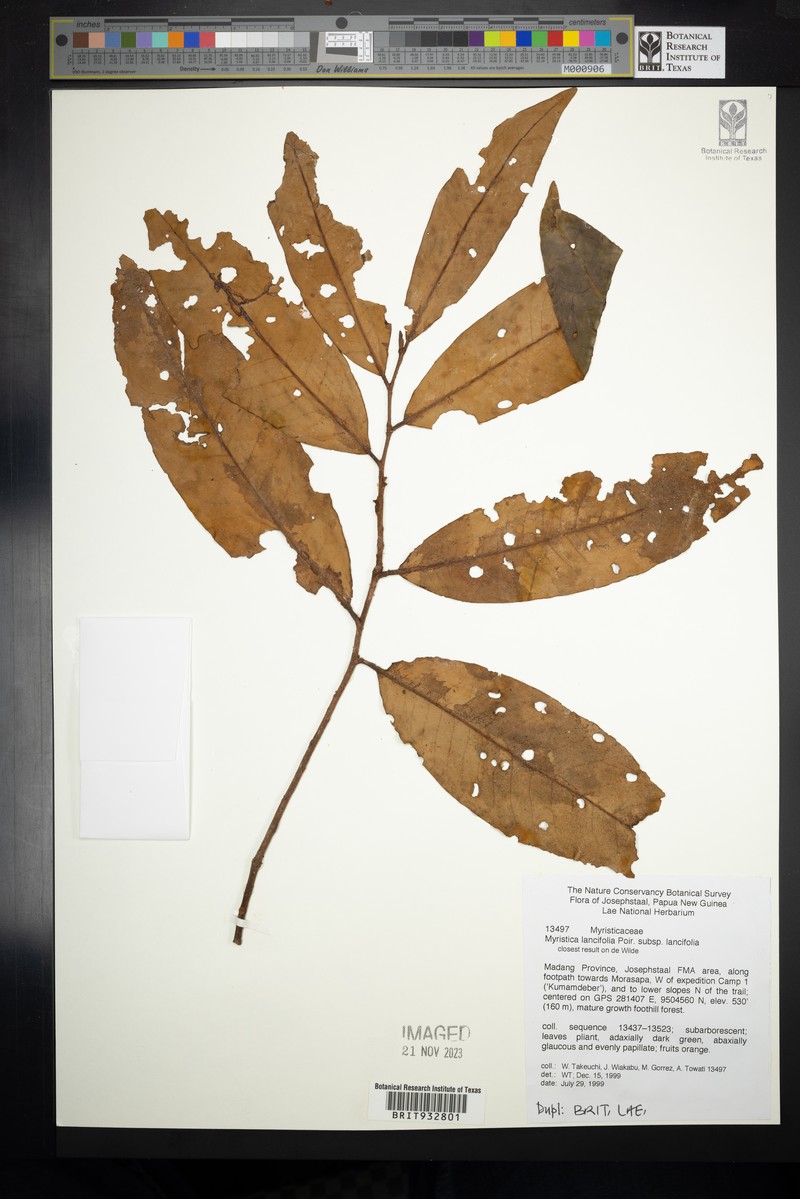 Myristica lancifolia subsp. lancifolia