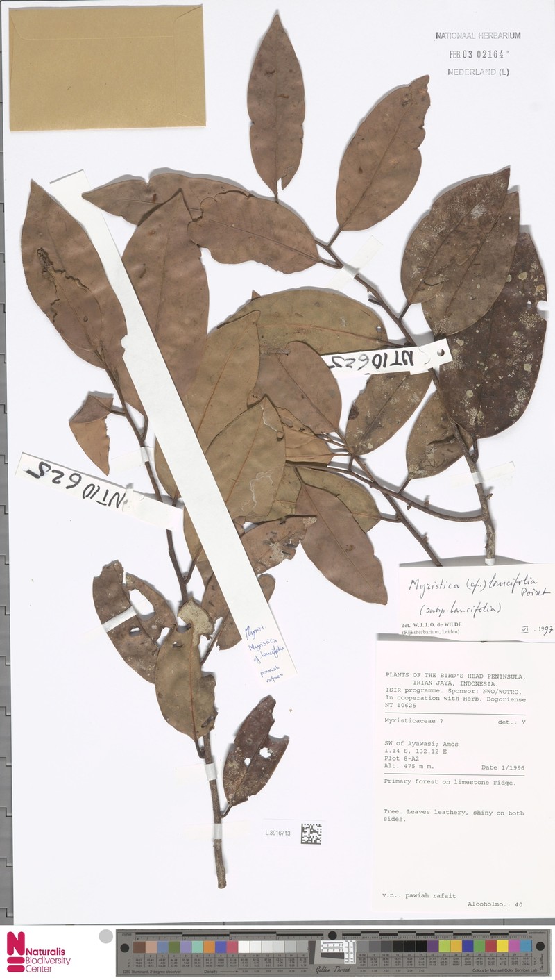 Myristica lancifolia subsp. lancifolia photo 2