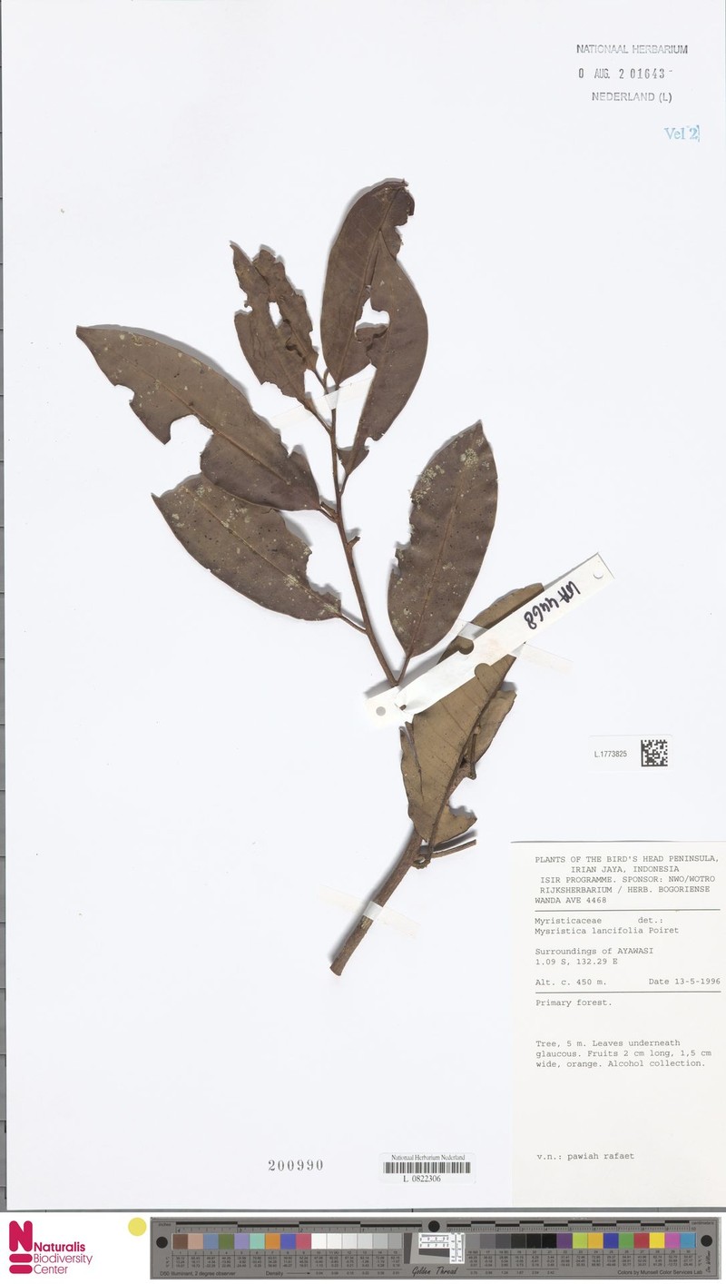 Myristica lancifolia subsp. lancifolia photo 3