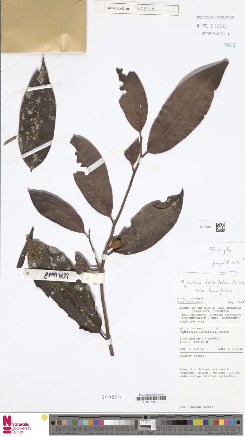 Myristica lancifolia subsp. lancifolia photo 4