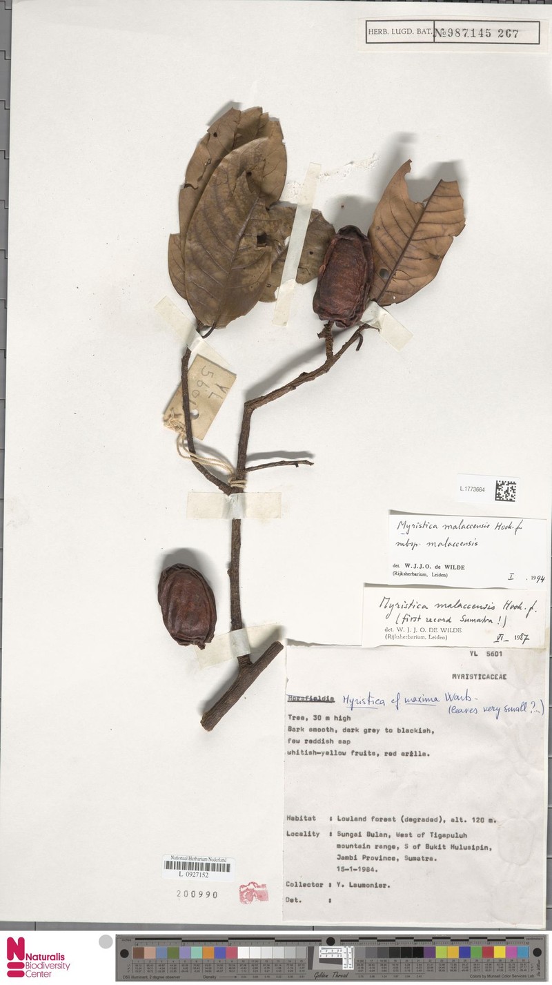 Myristica malaccensis subsp. malaccensis
