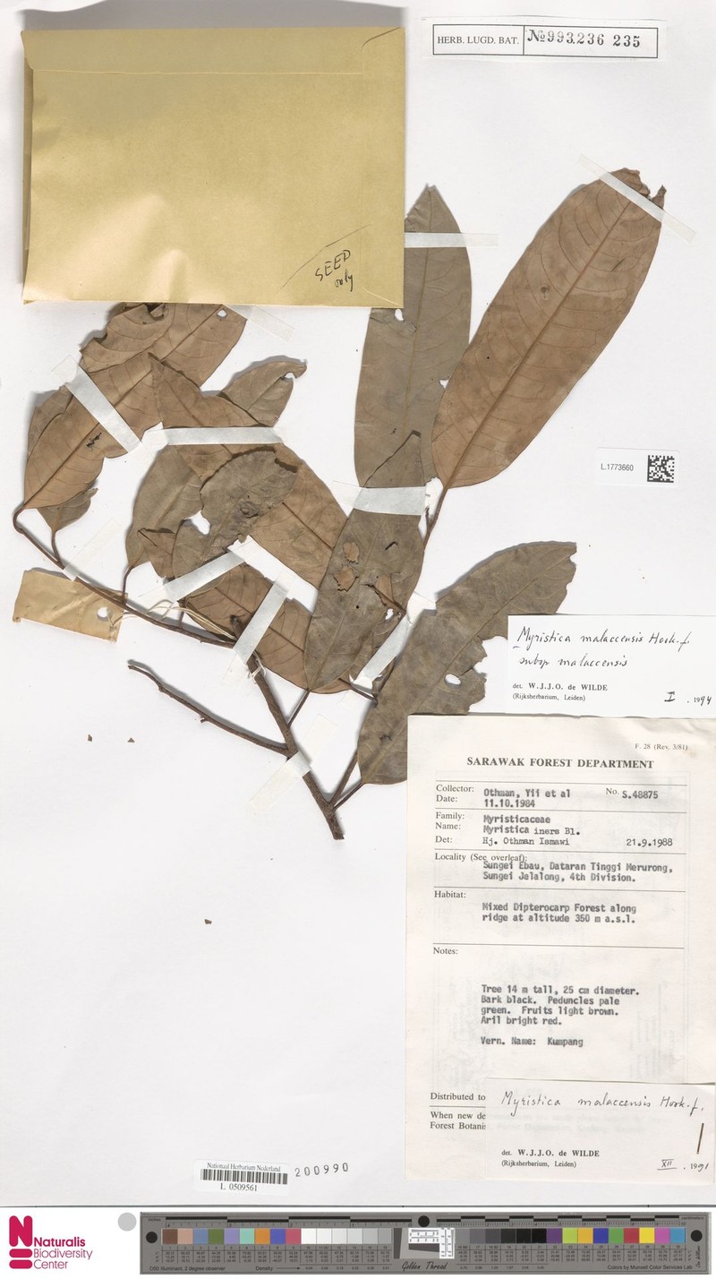 Myristica malaccensis subsp. malaccensis photo 2