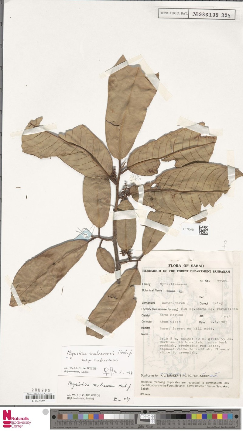 Myristica malaccensis subsp. malaccensis photo 3