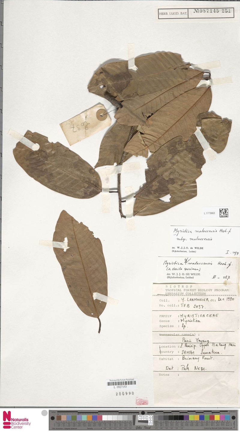 Myristica malaccensis subsp. malaccensis photo 4