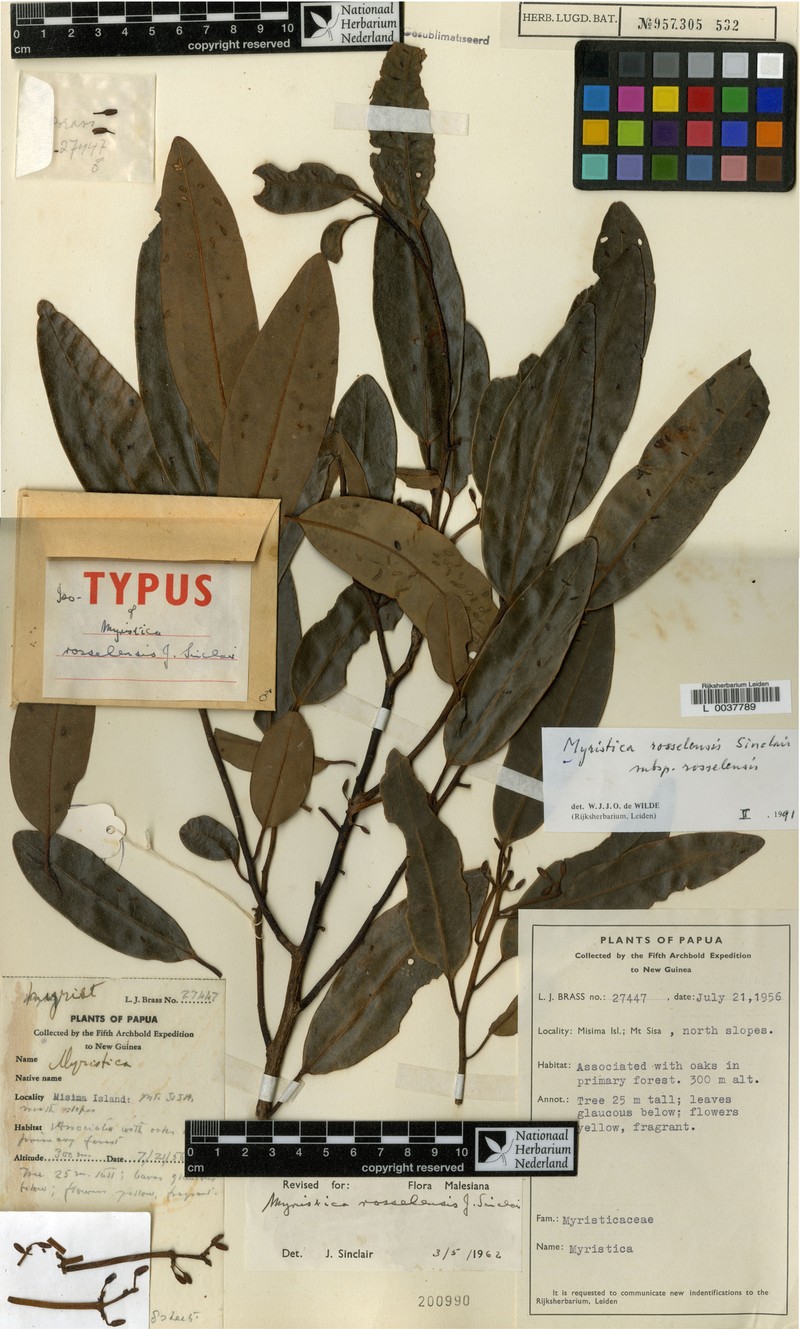 Myristica rosselensis subsp. rosselensis