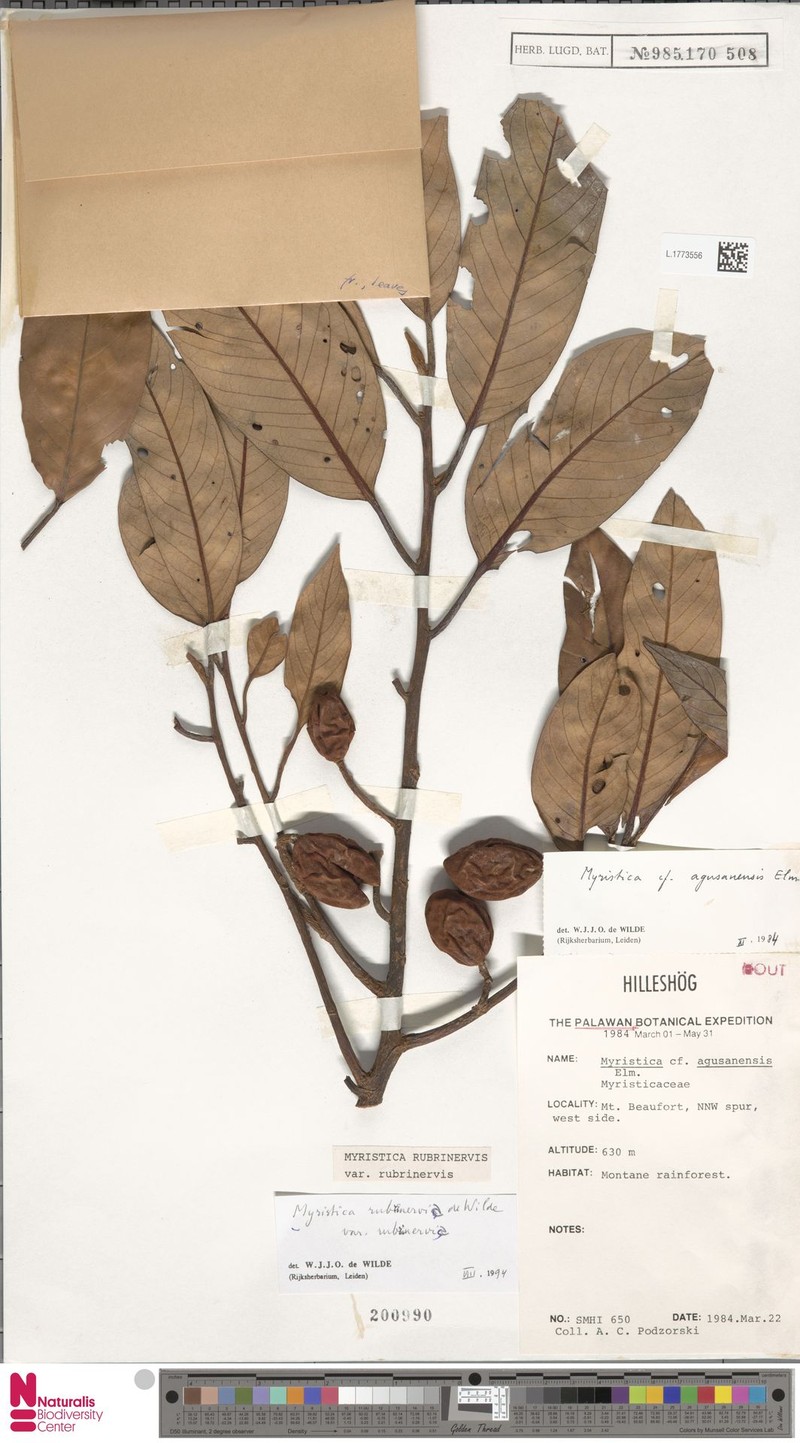 Myristica rubrinervis var. rubrinervis