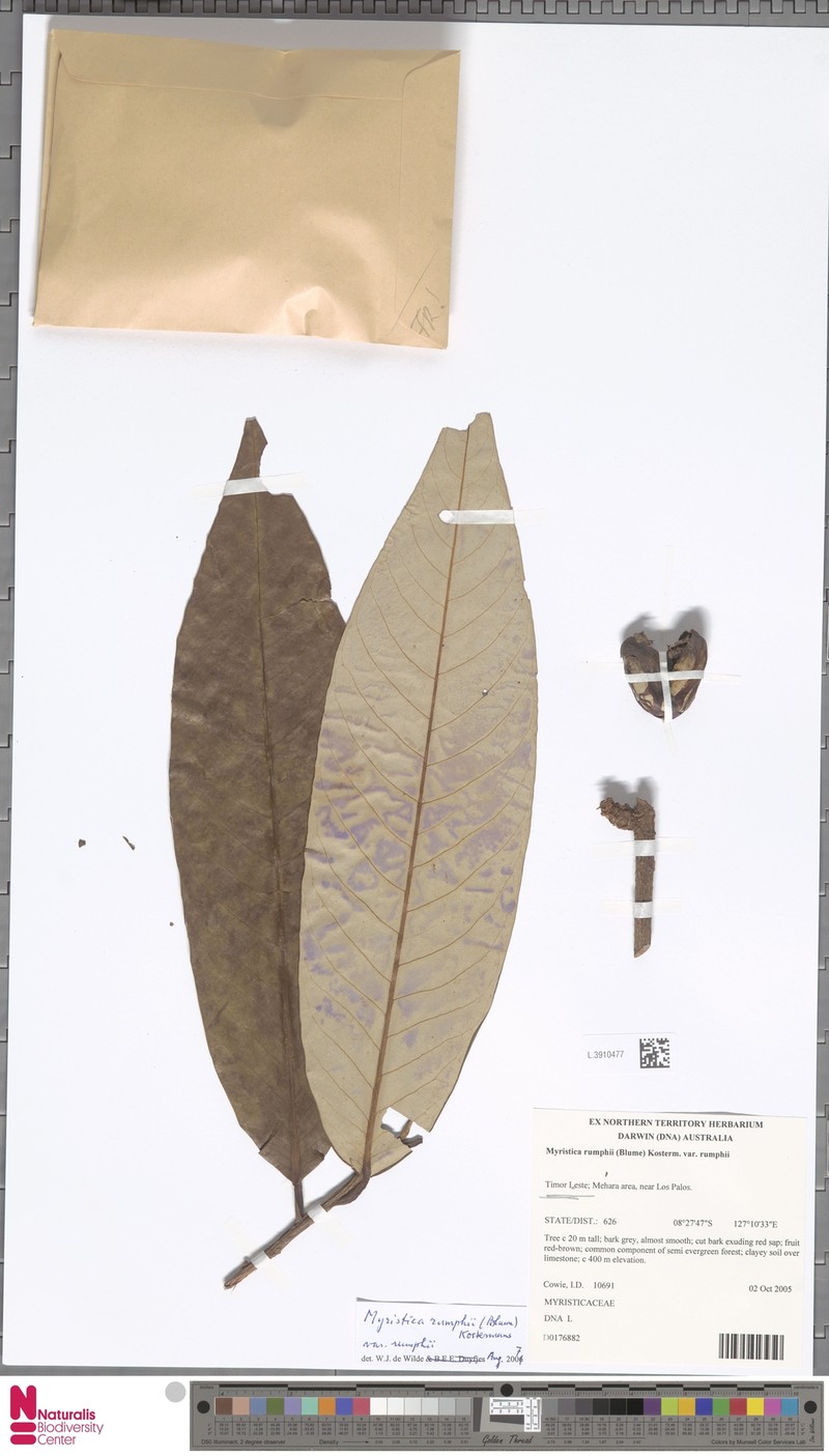 Myristica rumphii var. rumphii