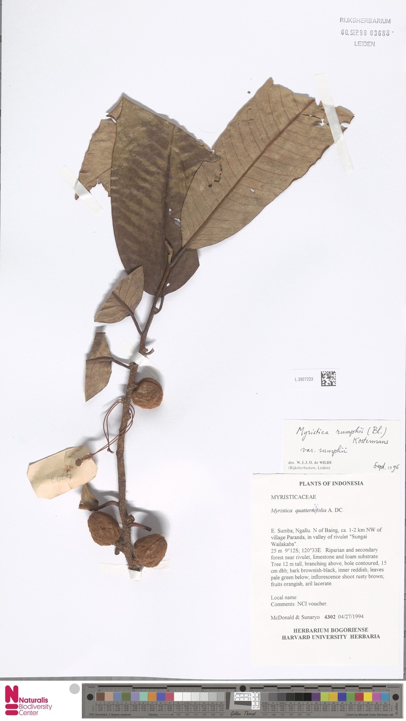 Myristica rumphii var. rumphii photo 2