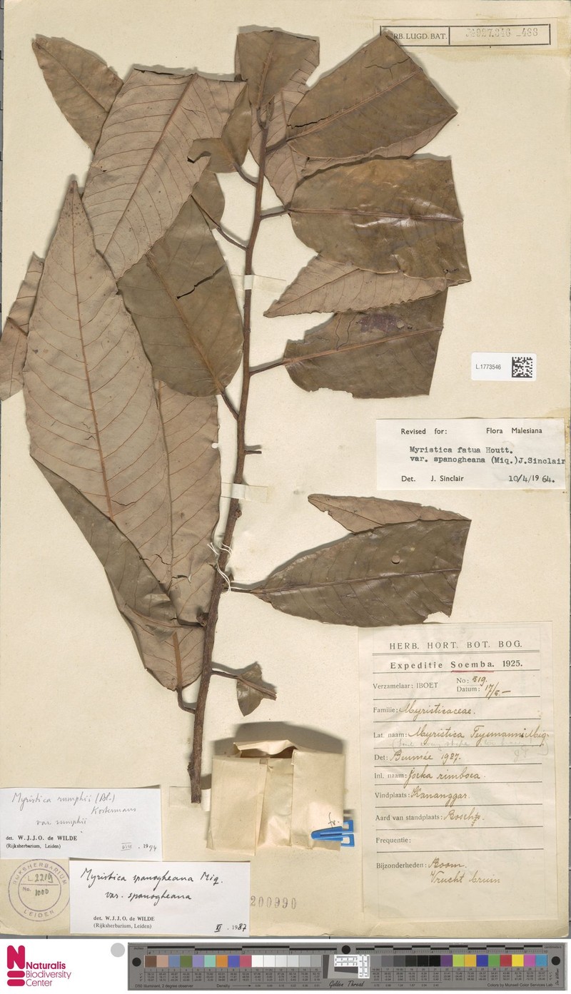 Myristica rumphii var. rumphii photo 3