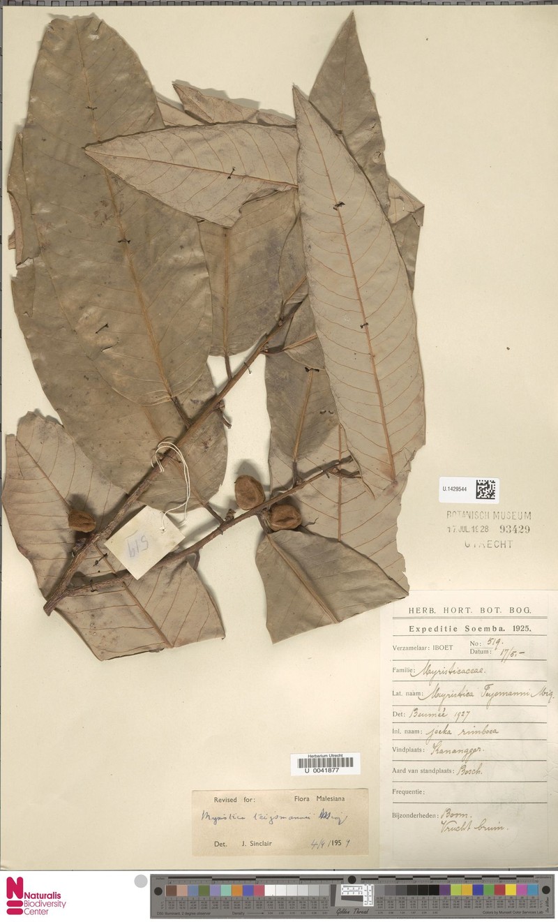 Myristica rumphii var. rumphii photo 4