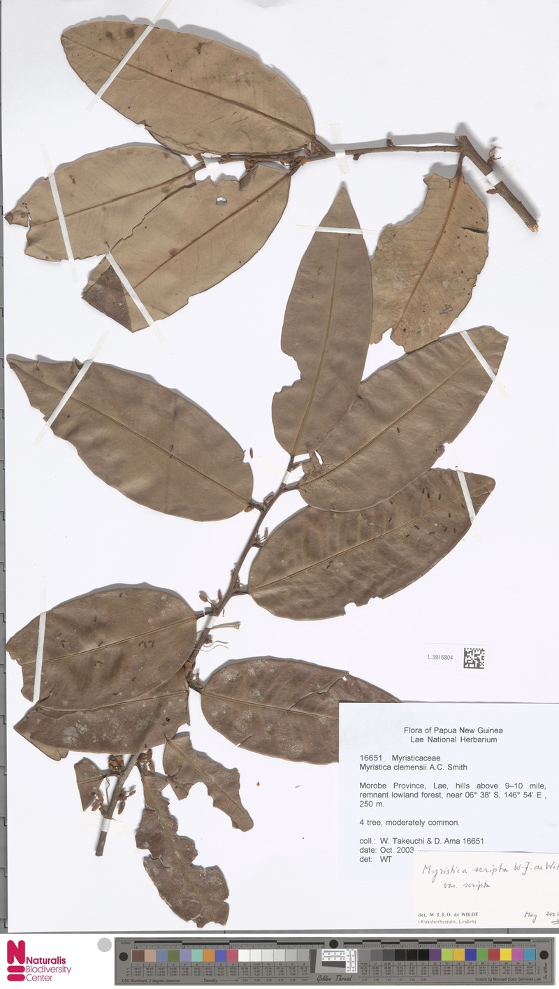 Myristica scripta var. scripta