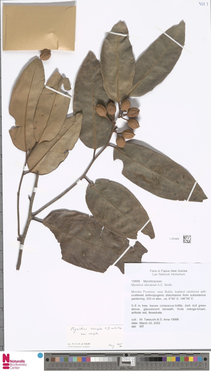Myristica scripta var. scripta photo 2