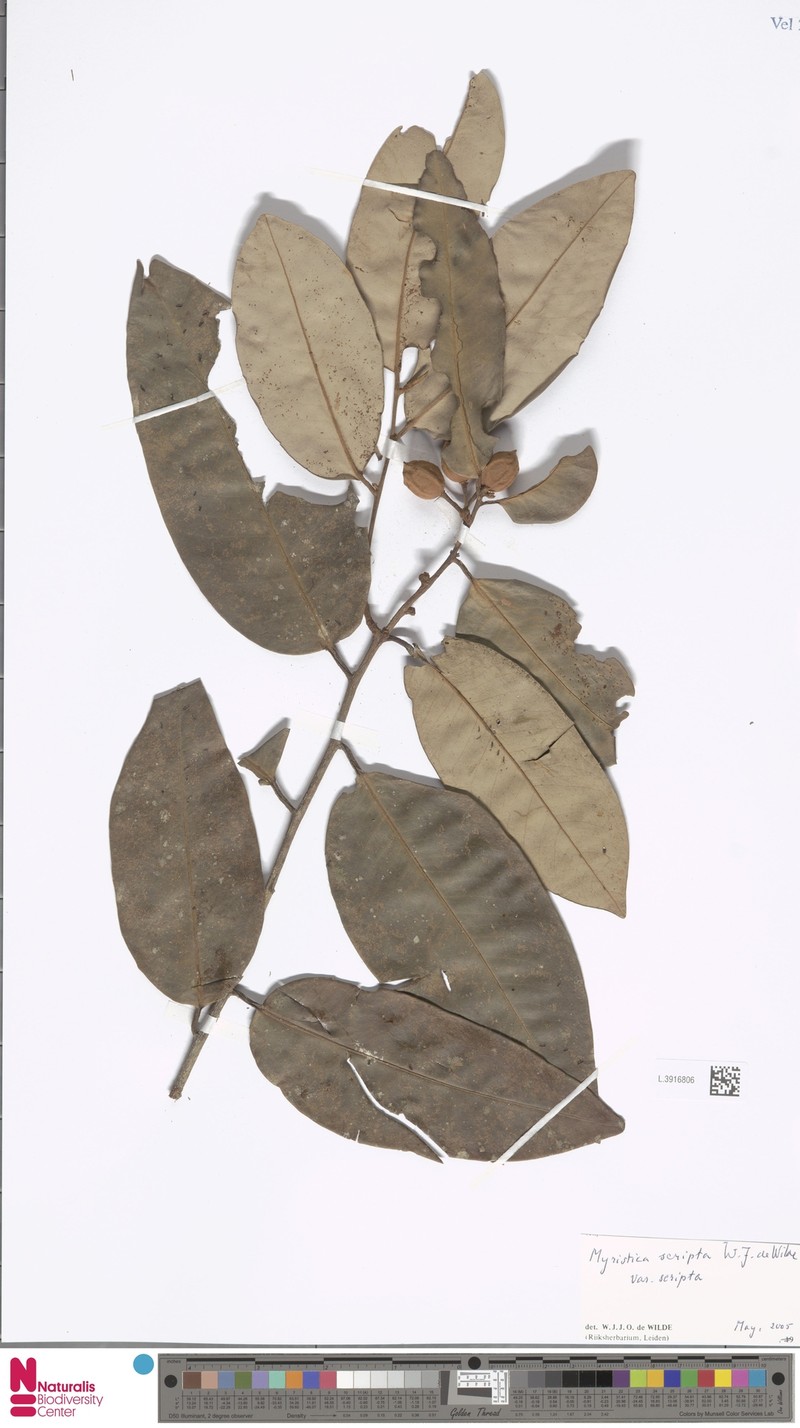 Myristica scripta var. scripta photo 3