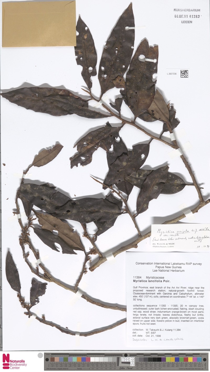 Myristica scripta var. scripta photo 4