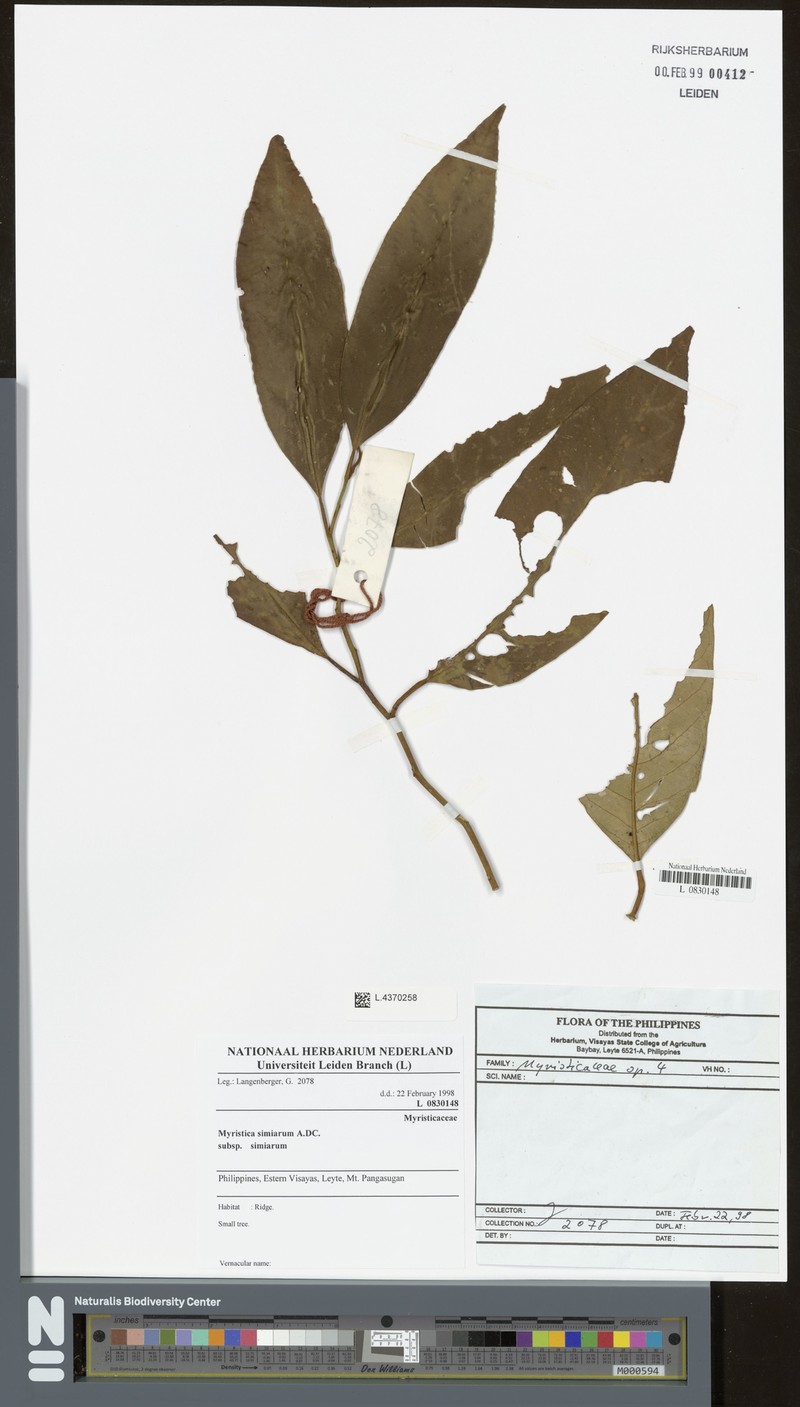 Myristica simiarum subsp. simiarum