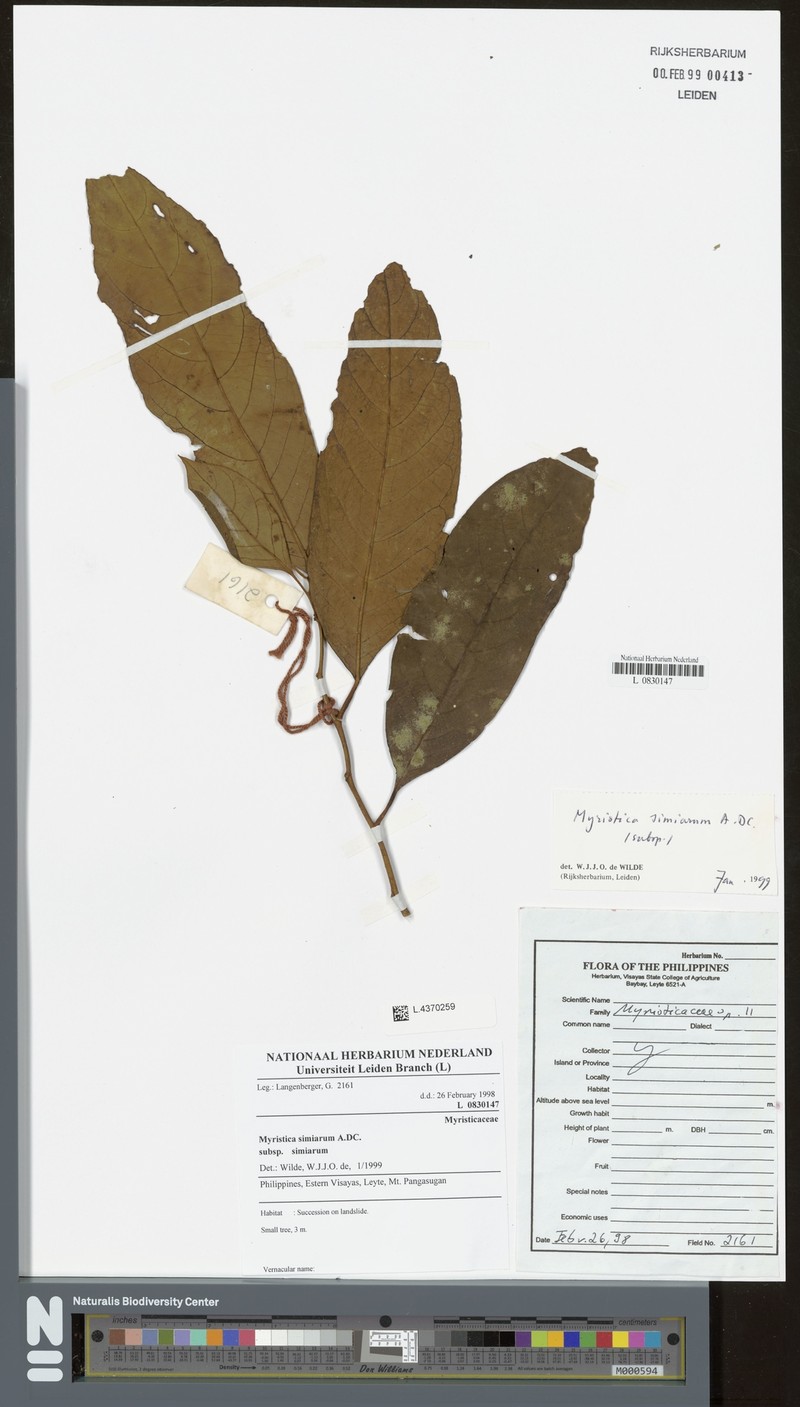 Myristica simiarum subsp. simiarum photo 2