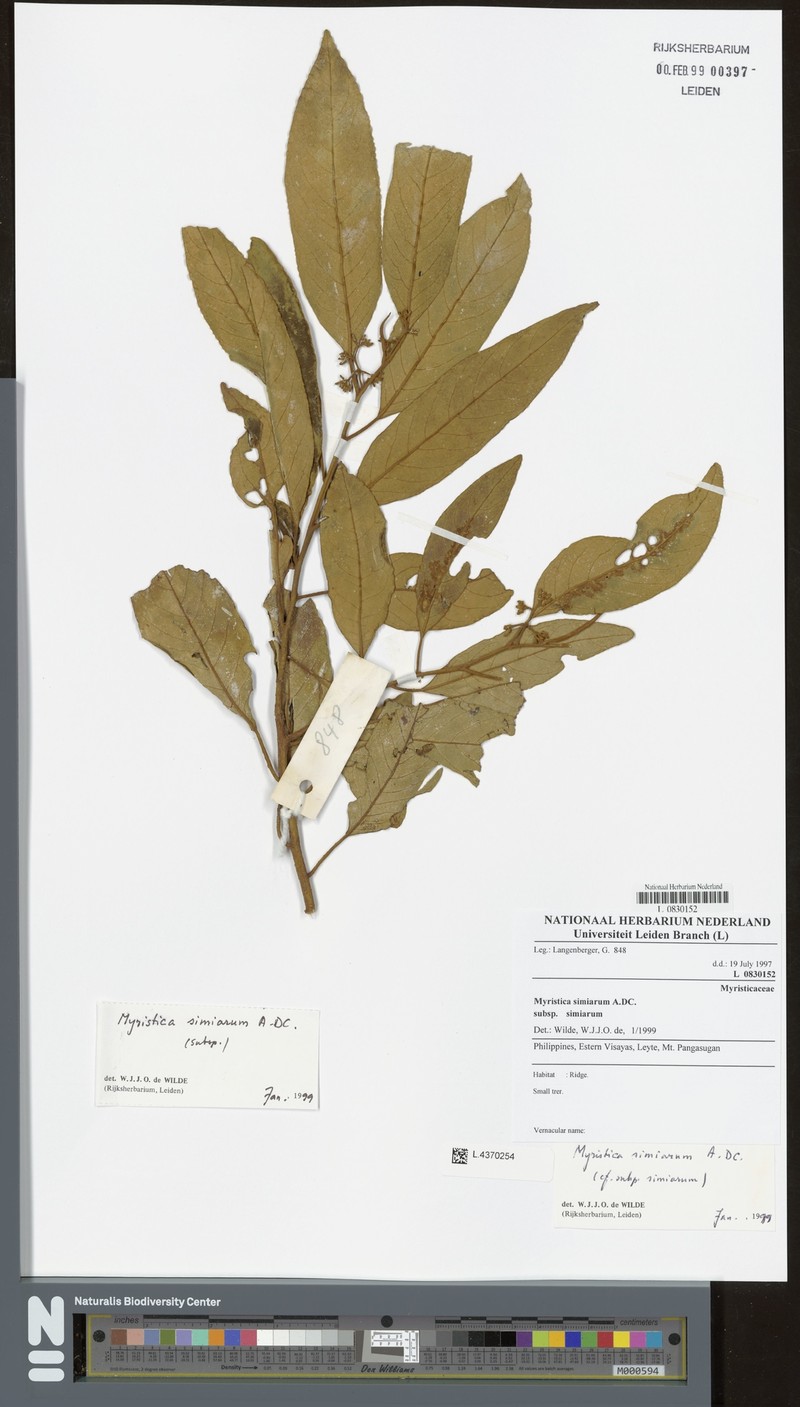 Myristica simiarum subsp. simiarum photo 3