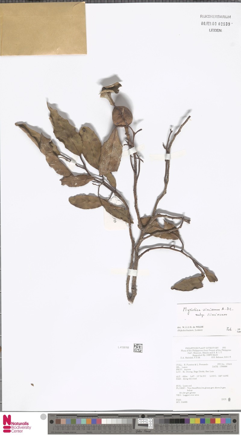 Myristica simiarum subsp. simiarum photo 4