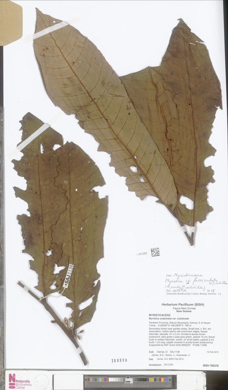 Myristica subalulata var. subalulata
