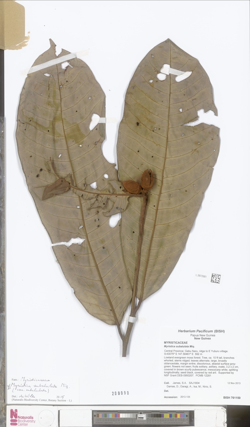 Myristica subalulata var. subalulata photo 2
