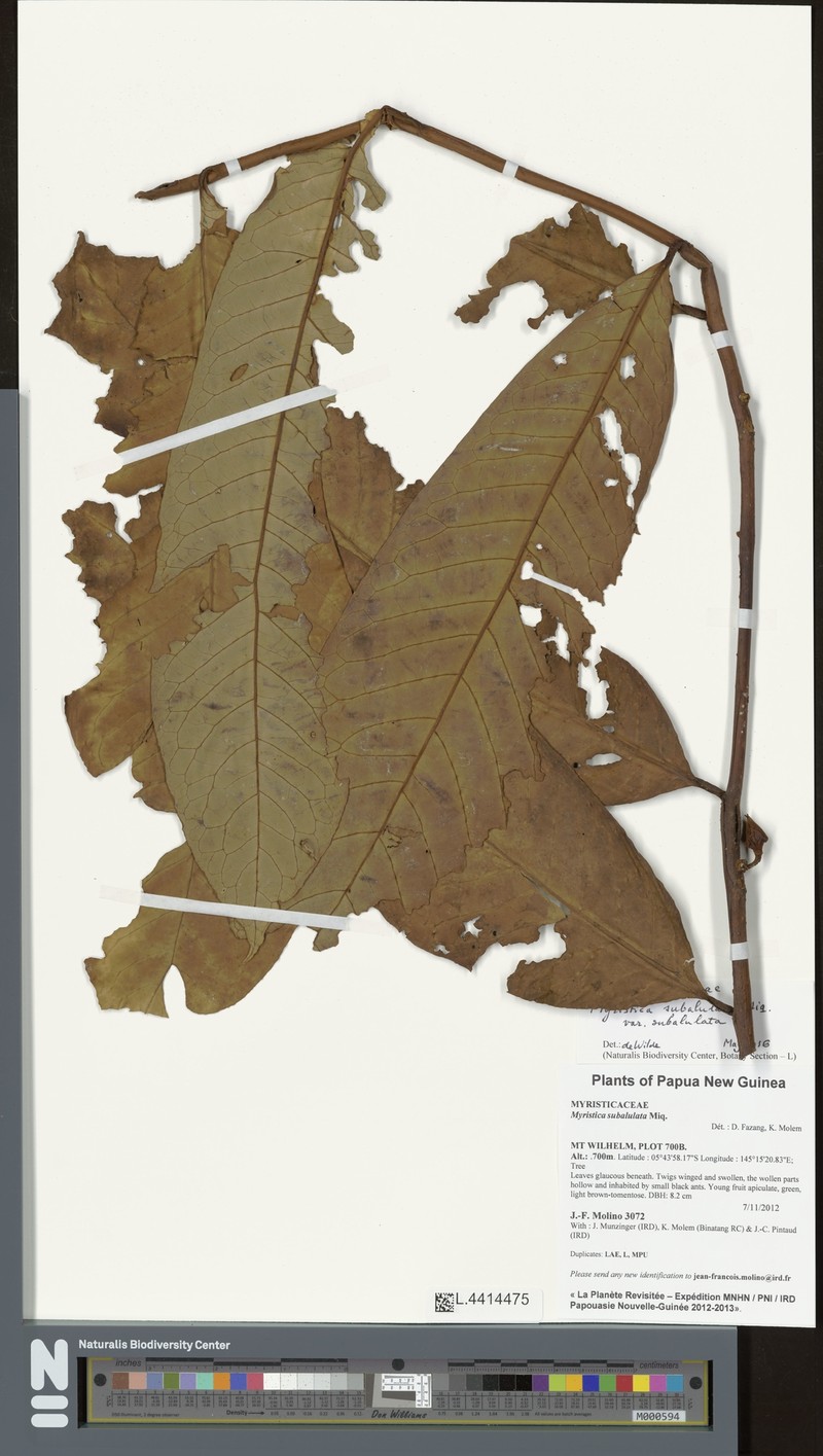 Myristica subalulata var. subalulata photo 3
