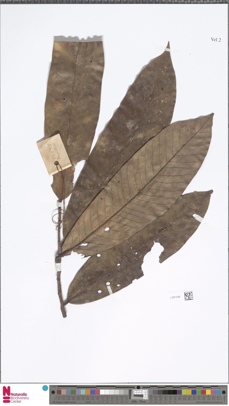 Myristica subcordata var. subcordata