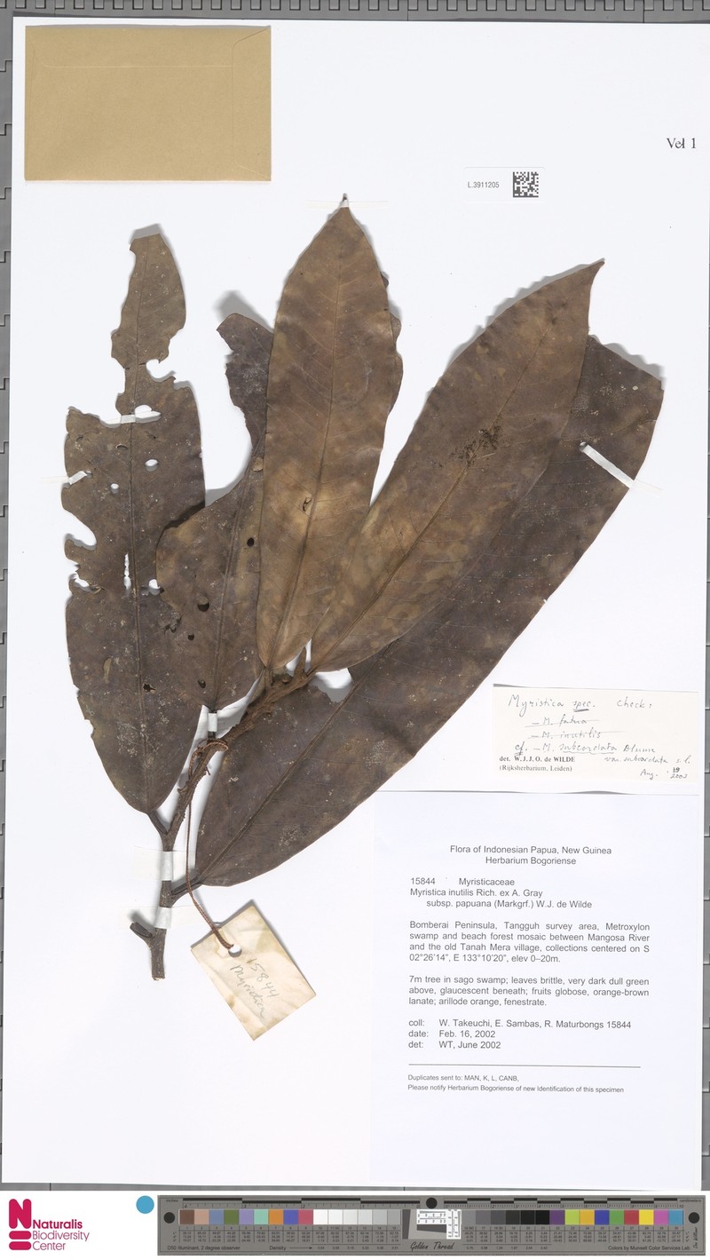 Myristica subcordata var. subcordata photo 2