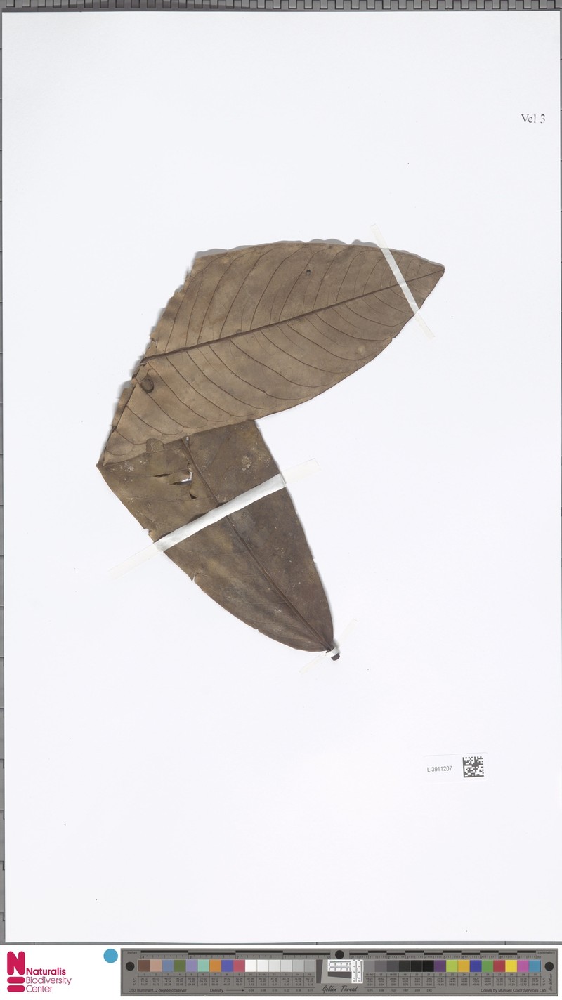 Myristica subcordata var. subcordata photo 3