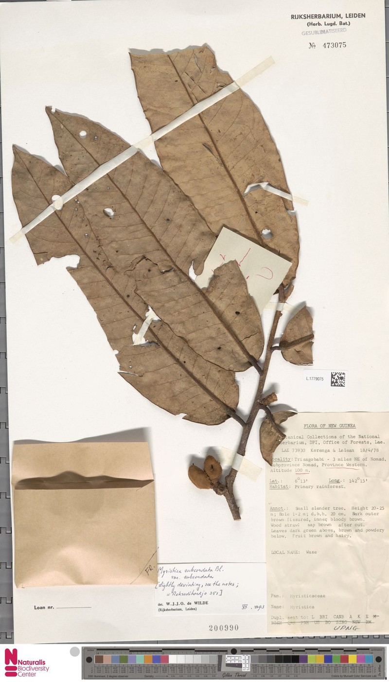 Myristica subcordata var. subcordata photo 4