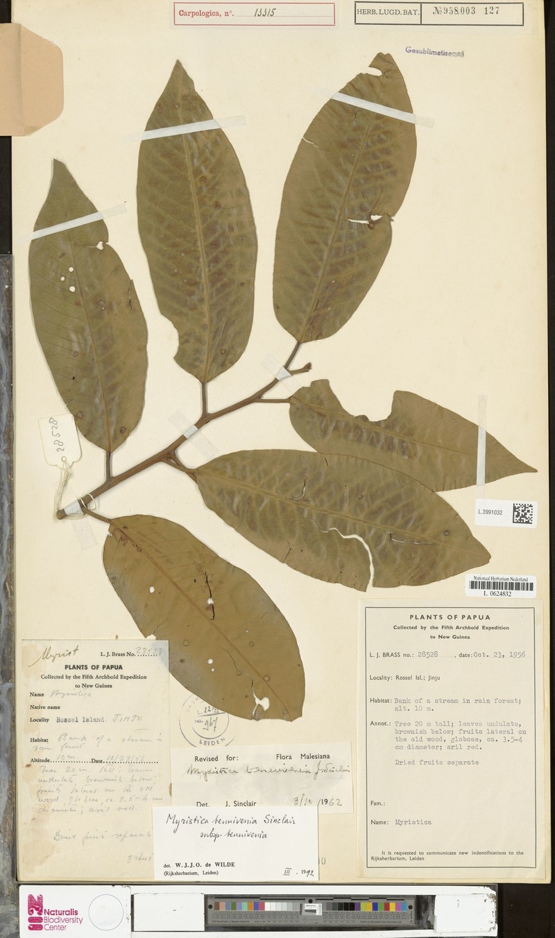 Myristica tenuivenia subsp. tenuivenia