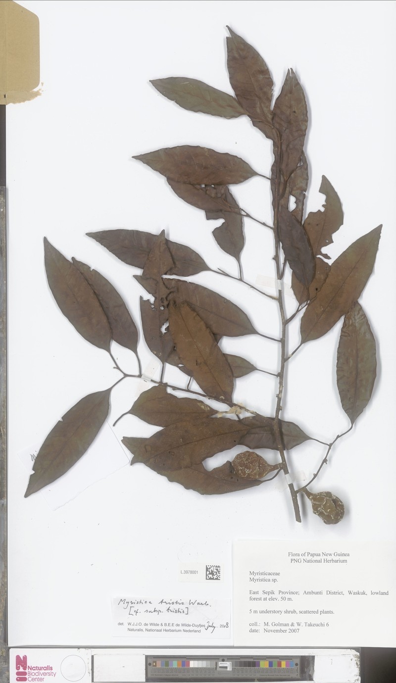 Myristica tristis subsp. tristis