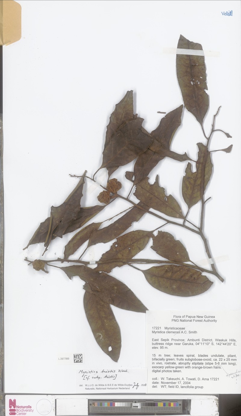 Myristica tristis subsp. tristis photo 2