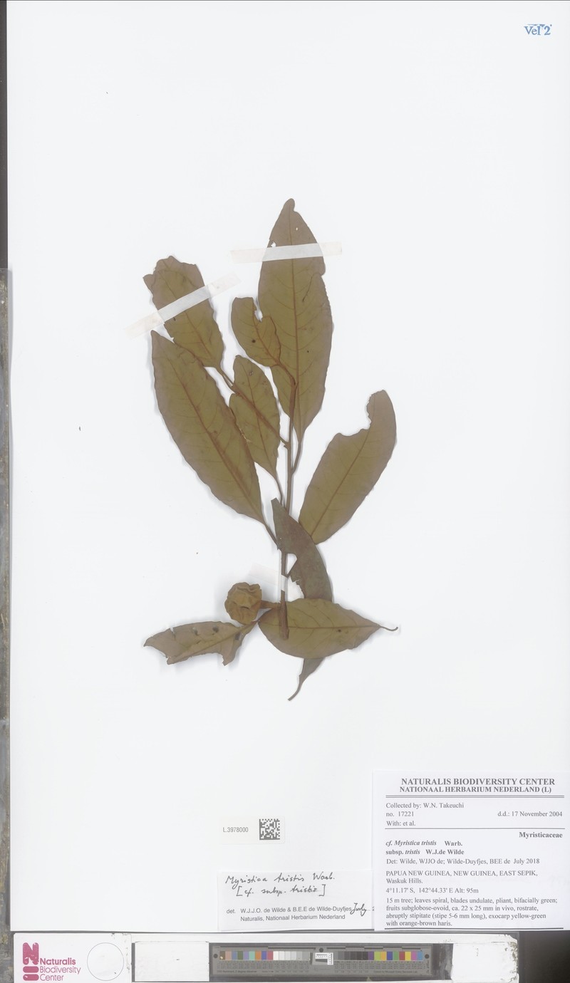Myristica tristis subsp. tristis photo 3