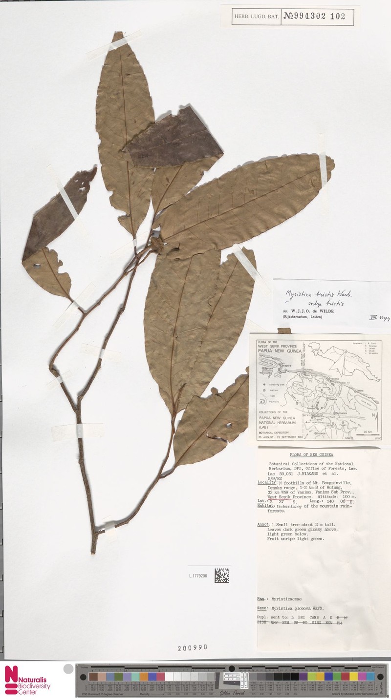 Myristica tristis subsp. tristis photo 4