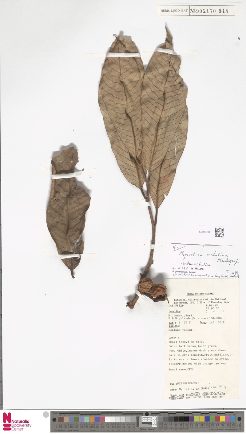 Myristica velutina subsp. velutina