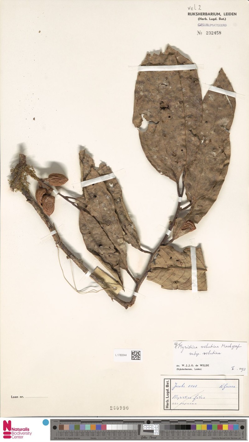 Myristica velutina subsp. velutina photo 2
