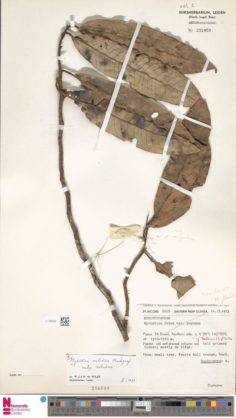 Myristica velutina subsp. velutina photo 3