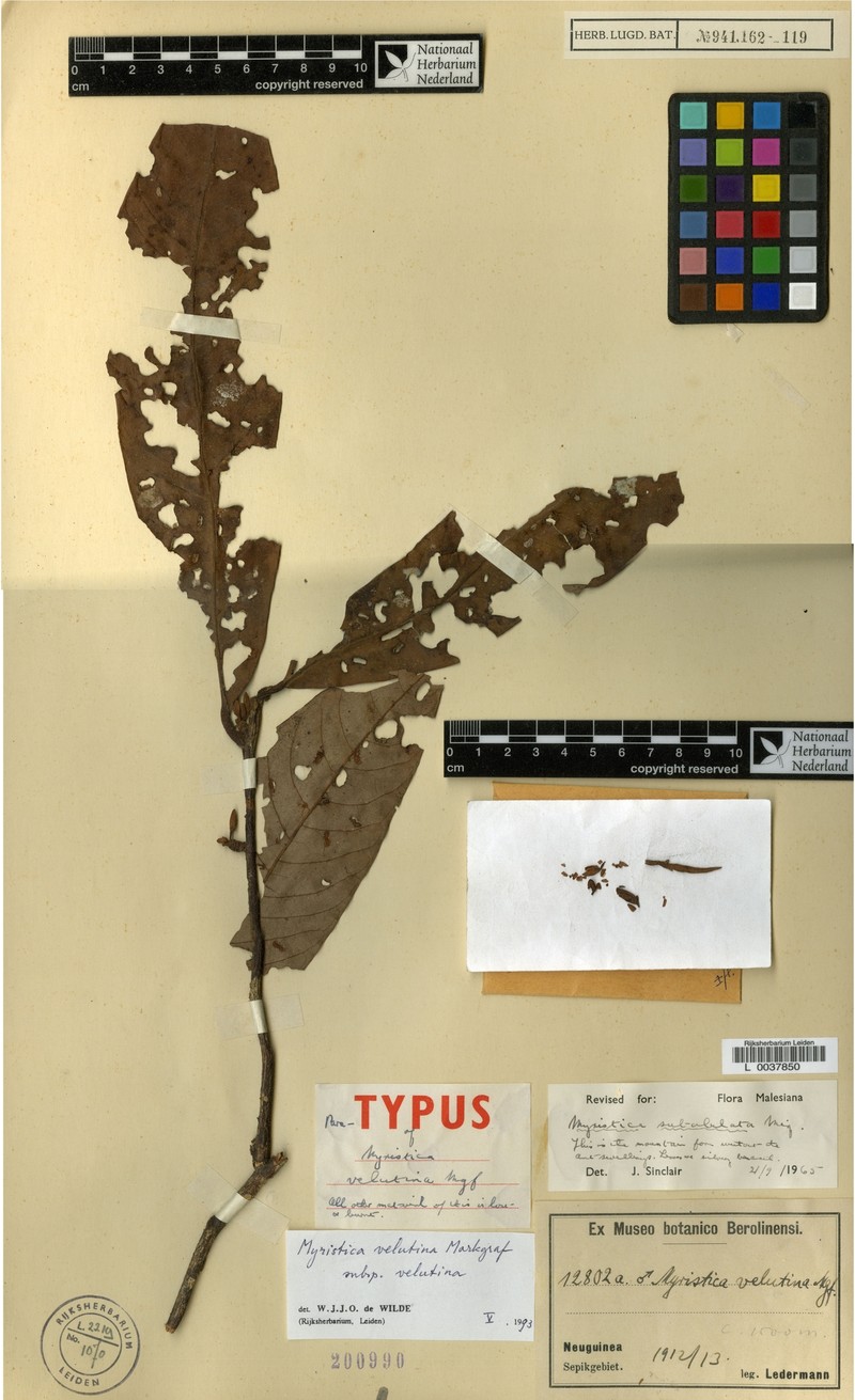 Myristica velutina subsp. velutina photo 4