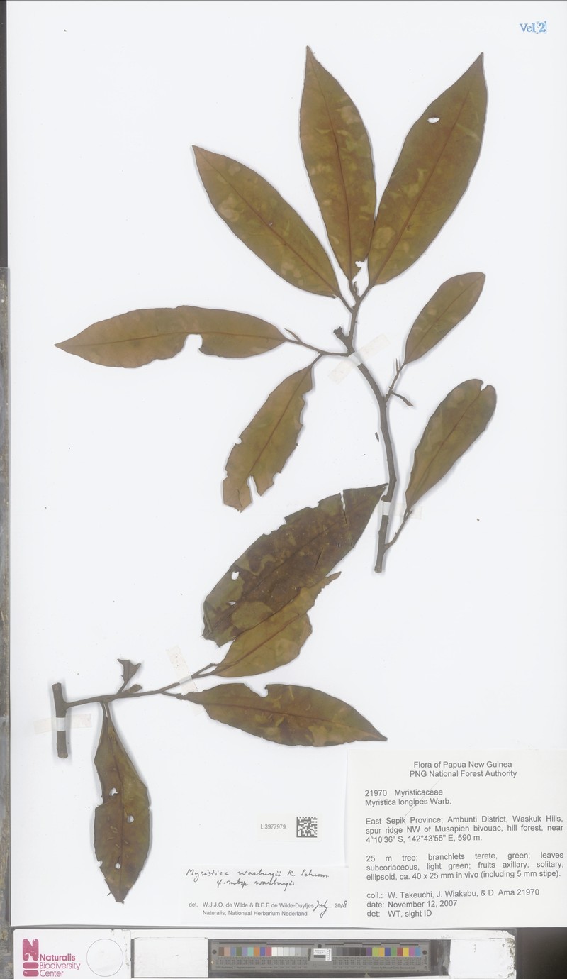 Myristica warburgii subsp. warburgii
