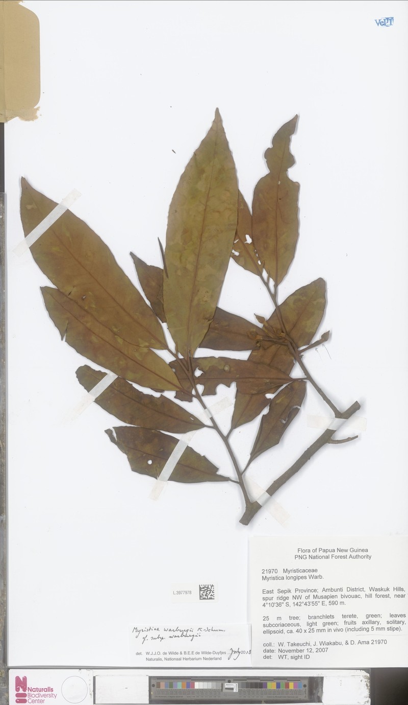 Myristica warburgii subsp. warburgii photo 2