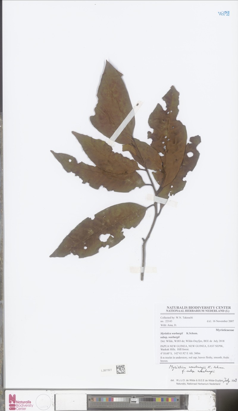 Myristica warburgii subsp. warburgii photo 3