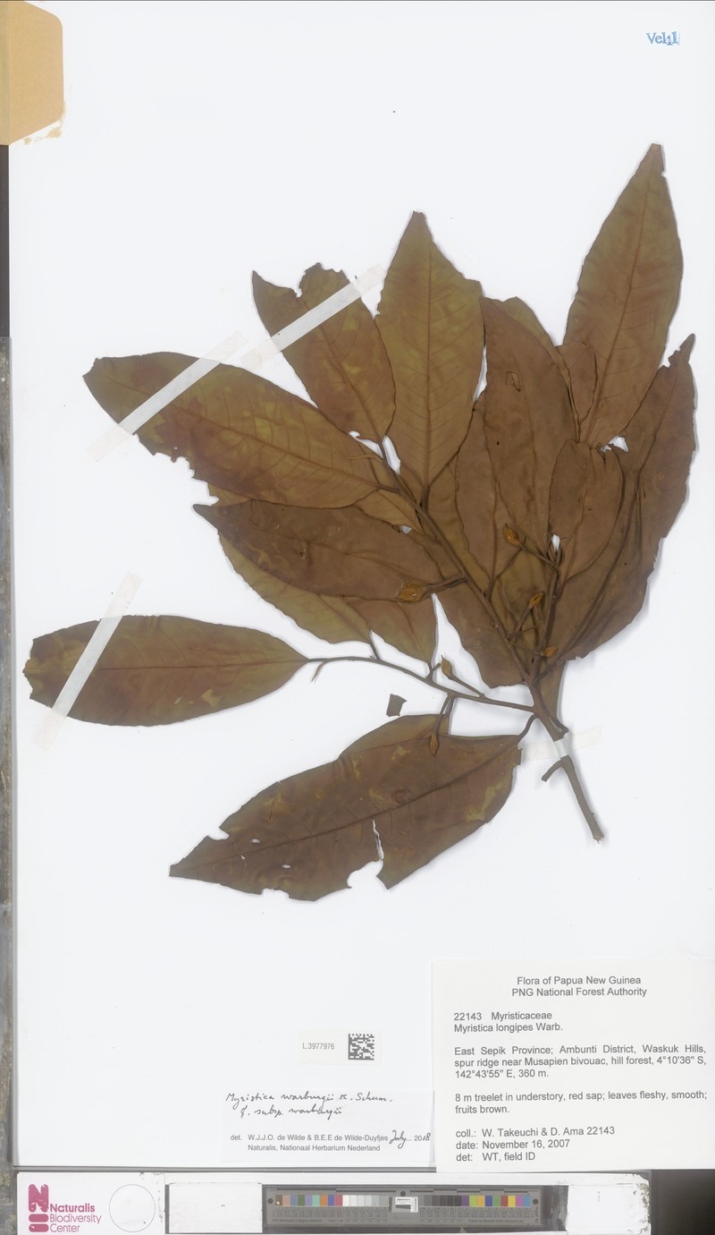 Myristica warburgii subsp. warburgii photo 4