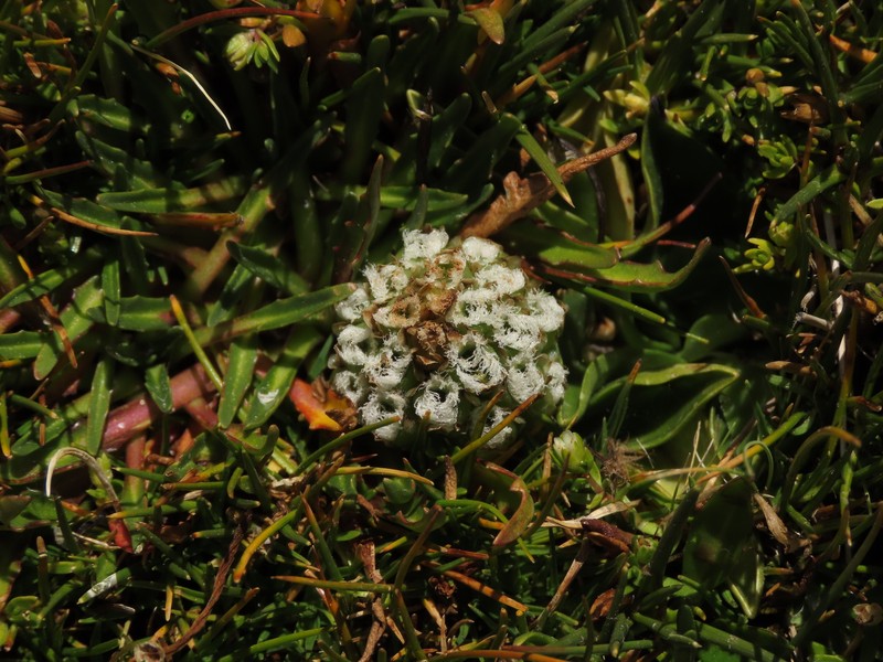 Myrosmodes nervosa